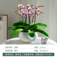 金色池塘歐苗蝴蝶蘭盆栽帶花苞客廳桌面花卉開業(yè)喬遷鮮花節(jié)日禮物 【貂蟬八梗含白圓鼓盆】已開花