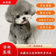 果粒之星純種灰泰迪泰迪幼犬小型犬貴賓犬寵物狗活體小狗 寵物級(jí) 灰泰迪