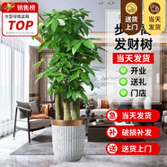 嘆為觀(guān)止大型植物發(fā)財樹(shù)各種大顆盆栽開(kāi)業(yè)喬遷客廳辦公室內好養大型花卉 三桿發(fā)財樹(shù)【1.6-1.8米】 含盆