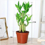 仟草集吊蘭綠植盆栽室內(nèi)盆栽花卉綠植物花卉盆栽土培水培吊蘭 不含盆 荷花竹整盆苗