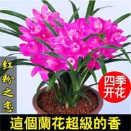 星雨香（XINGYUXIANG）超香 蘭花 室內(nèi)盆栽 花卉綠植 蘭草植物蘭花苗 紅粉之戀 2苗連體