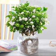 種花迷茉莉花苗盆栽帶花苞花卉植物室內(nèi)驅(qū)蚊梔子水培好養(yǎng)綠植九里香植物 當(dāng)年開花茉莉6年苗5株無盆