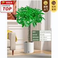 嘆為觀(guān)止大型植物發(fā)財樹(shù)各種大顆盆栽開(kāi)業(yè)喬遷客廳辦公室內好養大型花卉 單桿發(fā)財樹(shù)【1.1-1.3米】 含盆