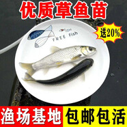 小許農(nóng)家草魚苗特大半斤活魚淡水養(yǎng)殖食用觀賞冷水魚吃草皖魚小草魚魚苗批發(fā) 20條4-6厘米草魚苗加10%防損