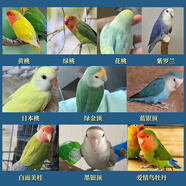 若宸智慧農(nóng)業(yè)鸚鵡活體養(yǎng)殖基地直發(fā)健康活潑可愛 隨機(jī)牡丹1只