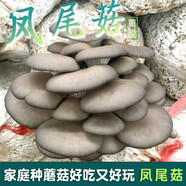 菇婆婆平菇蘑菇菌包菌棒盆栽食用菌種家庭陽(yáng)臺學(xué)校幼兒園采新鮮蘑菇 鳳尾菇-標準款實(shí)發(fā)4袋 袋裝