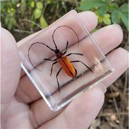 真實(shí)昆蟲(chóng)樹(shù)脂小動(dòng)物標本小孩禮物玩具擺件金龜子蝎子蜘蛛知了甲蟲(chóng) 紅竹天牛 3.8CM*3.8CM