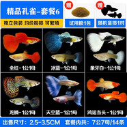 森悠（SARYOR）孔雀魚純種觀賞魚小型淡水好養(yǎng)熱帶魚活體斑馬金魚鳳尾魚繁殖 孔雀魚套餐6