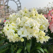 塔莎的花園朱頂紅重瓣種球地栽球根花卉植物阿弗雷花孔雀源頭直發(fā)包郵 阿弗雷 18-21 國產(chǎn) 其他