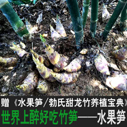 勃氏甜龍竹水果筍竹甜龍竹苗甜竹苗可生吃水果筍竹營(yíng)養(yǎng)袋苗竹種苗 水果筍竹杯苗1袋（每袋2-3苗）
