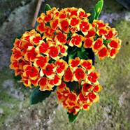 中夢  長壽花重瓣大花鮮花家用家養(yǎng)花卉室內(nèi) 羅比橙 含原盆