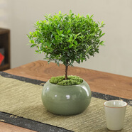 八芽 小葉赤楠盆景擺件室內(nèi)綠植花卉盆栽老樁客廳辦公室桌面好養(yǎng)植物 （綠圓肚盆+苔蘚）
