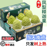 鳳梨大目釋迦果5斤大果新鮮農(nóng)產(chǎn)品 現(xiàn)摘番荔枝牛奶釋迦摩尼果 750g 牛奶鳳梨釋迦果(精選特大果)