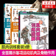 肌肉力量訓(xùn)練拉伸訓(xùn)練彩色圖譜肌肉健美訓(xùn)練圖解3冊(cè)運(yùn)動(dòng)健身健美訓(xùn)練書健身書籍大全人民郵電出版社健身教程書鳳凰新華書店旗艦店