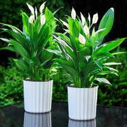 白掌一帆風(fēng)順盆栽室內(nèi)綠植教室植物盆栽吸水盆栽植物室內(nèi)凈化空氣 白掌送白豎紋盆