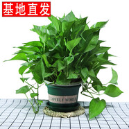 繽賢綠蘿盆栽室內(nèi)辦公室植物大葉吊蘭花卉綠植綠籮盆景吸水盆懶人 精品加侖盆綠蘿1盆