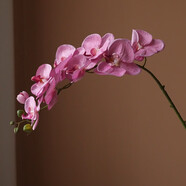 生喜朗仿真花高端蝴蝶蘭仿真花單枝假花擺設(shè)客廳餐桌裝飾花卉插花擺件 粉色蝴蝶蘭1枝
