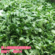 沃繡 蠶寶寶當天發(fā)貨 蠶寶寶活體蠶卵小蠶彩色蠶桑葉新鮮桑葉養(yǎng)蠶套裝 新鮮桑葉500克