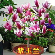 CLCEY玉蘭花樹苗帶花苞盆栽地栽濃香矮化樹苗9年苗買二送一 矮化紫玉蘭9年苗（樹形好買二送一）