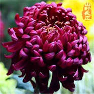 菊花種子四季播種戶外耐寒花卉種籽庭院造景陽臺盆栽觀賞花草種子 匯添菊花 1包種子240粒+復(fù)合肥+發(fā)芽粉