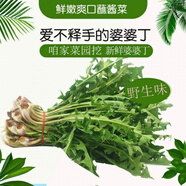 青木秧 現(xiàn)挖野菜新鮮野生蒲公英野菜婆婆丁整顆帶根現(xiàn)挖速發(fā) 100g干蒲公英泡水喝