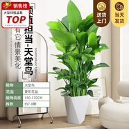 嘆為觀止大型植物發(fā)財(cái)樹(shù)各種大顆盆栽開(kāi)業(yè)喬遷客廳辦公室內(nèi)好養(yǎng)大型花卉 天堂鳥(niǎo)【1.5-1.7米】 不含盆
