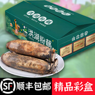 藕荷泥（OUHENI）正宗洪湖粉藕新鮮蓮藕湖北特產(chǎn)現挖九孔藕煲湯湖藕粉糯蓮藕蔬菜 洪湖粉藕5斤(精品彩盒裝)