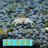 澤馭名寵迷你蟹辣椒蟹寵物魚(yú)缸觀賞蟹淡水活體草缸可深水養(yǎng)殖小螃蟹除藻蟹 白爪3只+紅爪3只 包活4只
