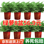 雙盟綠蘿盆栽除甲醛花卉綠植辦公室新房凈化空氣110福字8盆裝源頭直發(fā)
