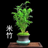 秋穎米竹盆栽盆景植物四季常綠驅(qū)蚊竹造景竹微景觀盆景竹小葉米竹盆栽 15根苗帶土球發(fā)貨（不含盆）