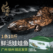 從都園順豐包郵娃娃魚活體生鮮大鯢海鮮水產鮮活淡水魚肉質鮮美3-18斤 一條10斤