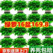 雙盟綠蘿盆栽除甲醛綠植辦公室新房?jī)艋諝?80托盤(pán)款16盆裝源頭直發(fā)