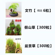 四季假山子 造盆景珍珠子 吸水石專用上水石植物易活 文竹+盆景草300粒+假山草300粒