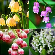 【四季開(kāi)花】帶芽鈴蘭花根濃香型鈴蘭盆栽陽(yáng)臺室內花卉耐寒花卉 四色鈴蘭帶芽帶根 8棵送肥開(kāi)花多