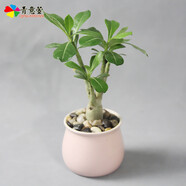 青意宣 發(fā)財(cái)樹碧玉陶瓷盆栽文竹吊蘭室內(nèi)綠色植物梔子花沙漠玫瑰花卉盆栽 沙漠玫瑰（馬卡龍?zhí)张瑁┡枭S機(jī)