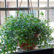仟草集吊蘭綠植盆栽室內(nèi)盆栽花卉綠植物花卉盆栽土培水培吊蘭 不含盆 千葉吊蘭整盆苗