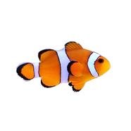 興國(guó)海（Singoseafarm）小丑魚(yú)活體魚(yú) 人工公子小丑活體海水魚(yú) 寵物觀賞魚(yú)快遞包活興國(guó)海 人工公子小丑4cm