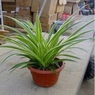 仟草集吊蘭綠植盆栽室內(nèi)盆栽花卉綠植物花卉盆栽土培水培吊蘭 不含盆 金邊吊蘭整盆苗3-5棵