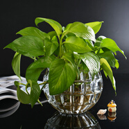寶蘭晶 玻璃水培瓶容器銅錢(qián)草植物綠蘿花瓶透明客廳插花球擺件小田園風(fēng)藝術(shù) 方格肚徑12.5cm(中等)無(wú)植物