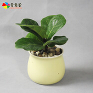 青意宣 發(fā)財(cái)樹碧玉陶瓷盆栽文竹吊蘭室內(nèi)綠色植物梔子花沙漠玫瑰花卉盆栽 琴葉榕（馬卡龍?zhí)张瑁┡枭S機(jī)