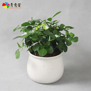 青意宣 發(fā)財(cái)樹碧玉陶瓷盆栽文竹吊蘭室內(nèi)綠色植物梔子花沙漠玫瑰花卉盆栽 九里香（馬卡龍?zhí)张瑁┡枭S機(jī)