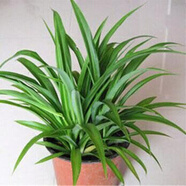 仟草集吊蘭綠植盆栽室內(nèi)盆栽花卉綠植物花卉盆栽土培水培吊蘭 不含盆 青葉吊蘭整盆苗3-5棵