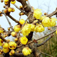綠絲絳梅花樹(shù)苗臘梅盆景耐寒紅梅老樁庭院陽(yáng)臺(tái)美人梅植物四季花卉盆栽 臘梅 2年苗