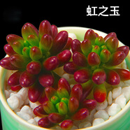 若綠 多肉植物 室內(nèi)盆栽綠植花卉組合辦公室多肉植物 虹之玉/單顆