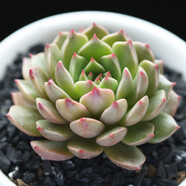 若綠 多肉植物 室內(nèi)盆栽綠植花卉組合辦公室多肉植物 奧利維亞