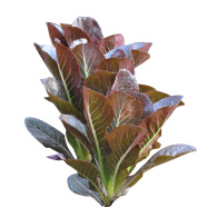 彩虹云宝 菜新鲜青菜有机蔬菜 紫叶直立生菜 250g 多省满百包邮