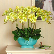 御春閣蝴蝶蘭花苗盆栽室內(nèi)觀花植物桌面陽(yáng)臺(tái)年宵花卉四季開花綠植花卉 韻氣蝴蝶蘭+透明原盆+原土