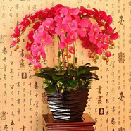 御春閣蝴蝶蘭花苗盆栽室內觀(guān)花植物桌面陽(yáng)臺年宵花卉四季開(kāi)花綠植花卉 兄弟女孩蝴蝶蘭+透明原盆+原土