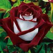 清晨露水園藝玫瑰花苗  綠植花卉植物庭院陽(yáng)臺(tái)室內(nèi)外盆栽玫瑰薔薇月季花苗 北極晝夜