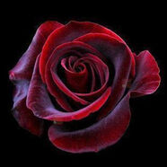 清晨露水園藝玫瑰花苗  綠植花卉植物庭院陽(yáng)臺(tái)室內(nèi)外盆栽玫瑰薔薇月季花苗 魔術(shù)師